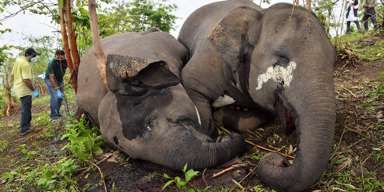 Kudde van achttien olifanten overleden na blikseminslag in India