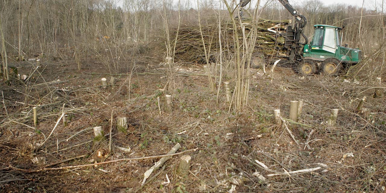 Totale oppervlakte aan bos in Nederland blijf teruglopen