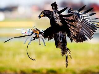 Roofvogel drone drones zeearend