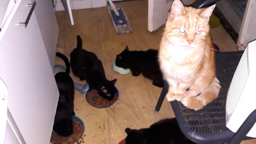 Dierenbescherming haalt 58 katten uit vervuilde woning in Katwijk