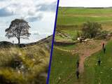 Iconische Robin Hood-boom in Noord-Engeland gekapt, politie doet onderzoek