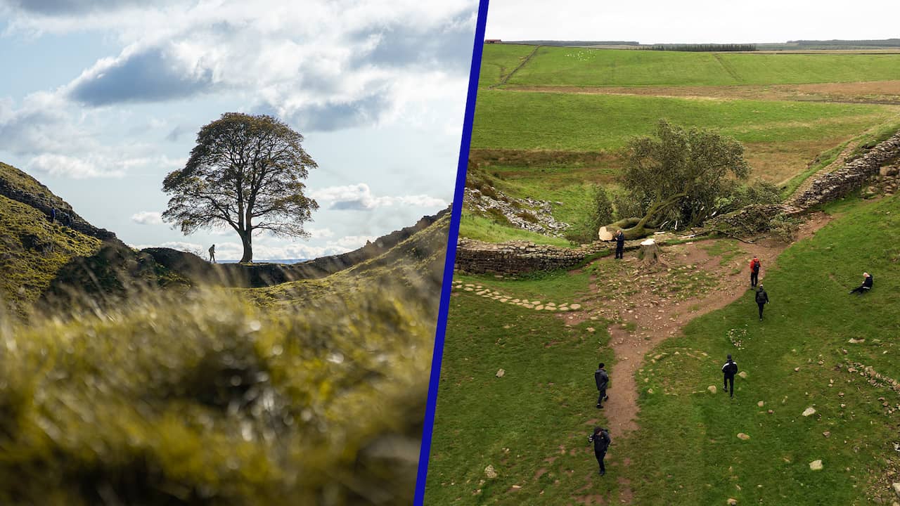 The famous Robin Hood tree fell in northern England, and the police are investigating the matter  outside