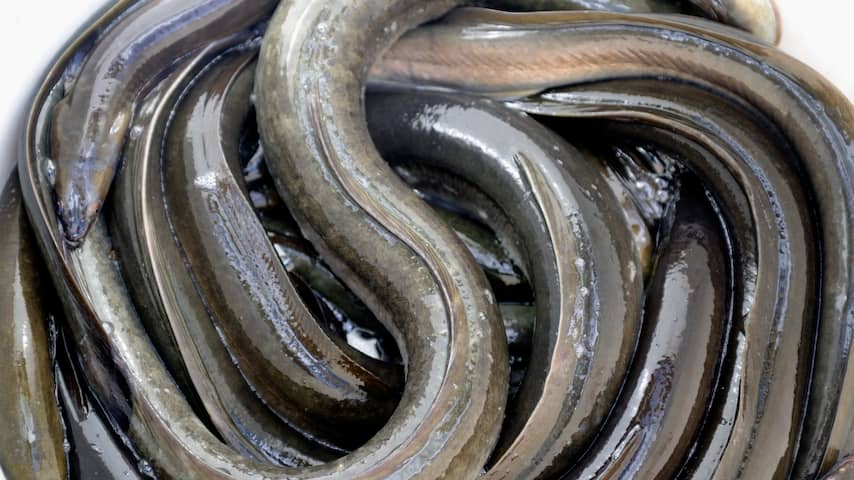 Minister doet onderzoek naar effect van cocaïne op palingen