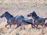 Verhuizing van ongeveer 150 konikpaarden naar Wit-Rusland uitgesteld