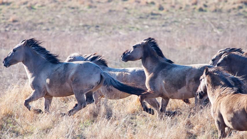 Verhuizing van ongeveer 150 konikpaarden naar Wit-Rusland uitgesteld