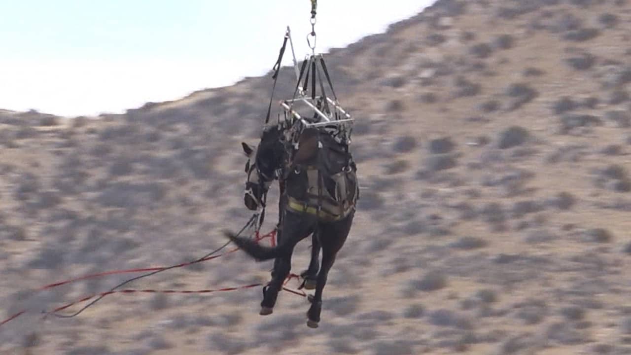 Brandweer Californië redt gevallen paard met helikopter uit ravijn