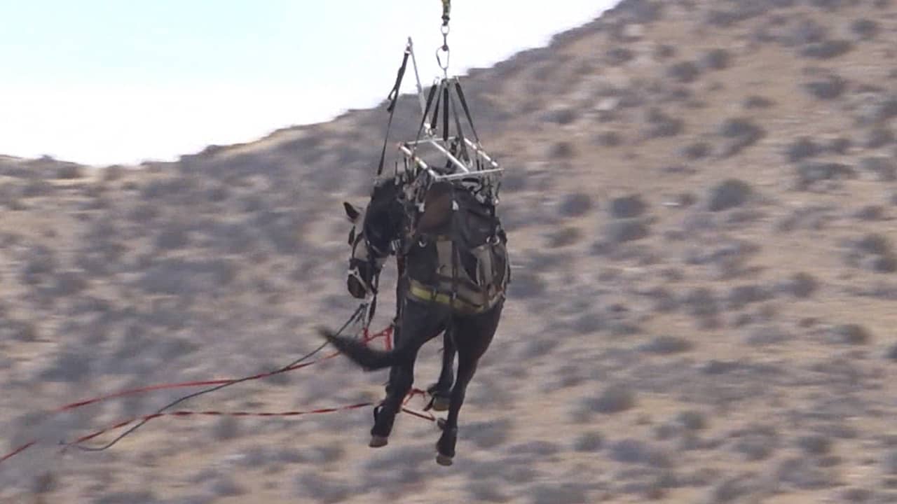Beeld uit video: Brandweer Californië redt gevallen paard met helikopter uit ravijn