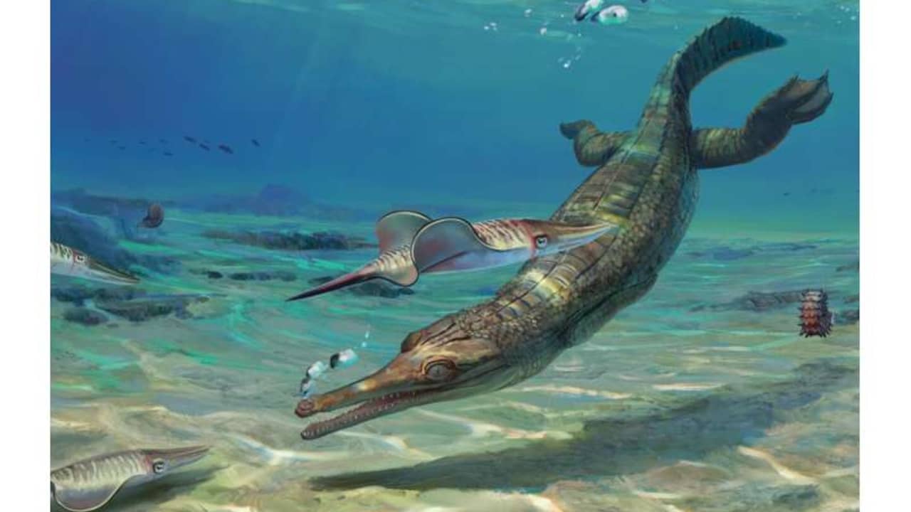 200 Million Year Old Saltwater Crocodile Fossil Found On British Coast |  Science