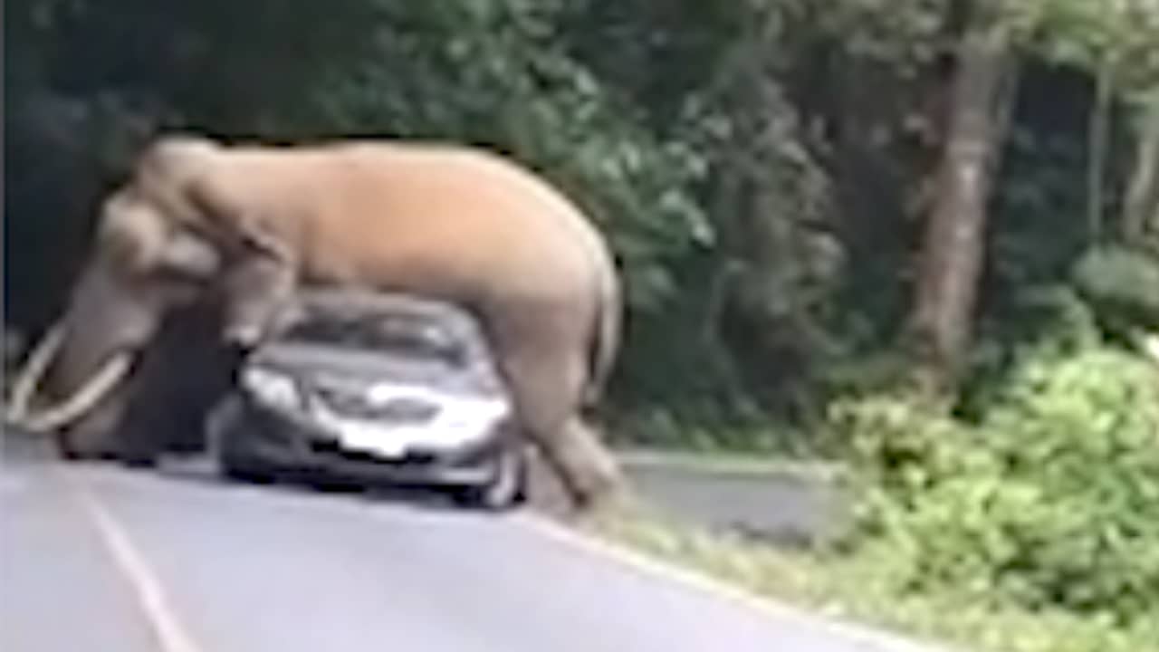 Olifant plet achterkant van auto in Thailand