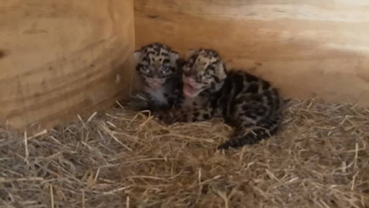 Again Spray Panther Born In Ouwehands Zoo Teller Report