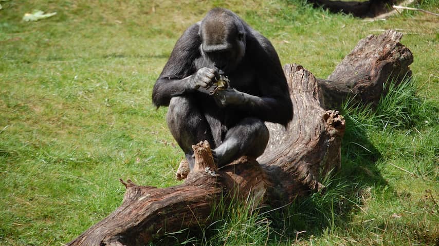 Waarom een vrouwelijke gorilla in Apenheul eenden vangt