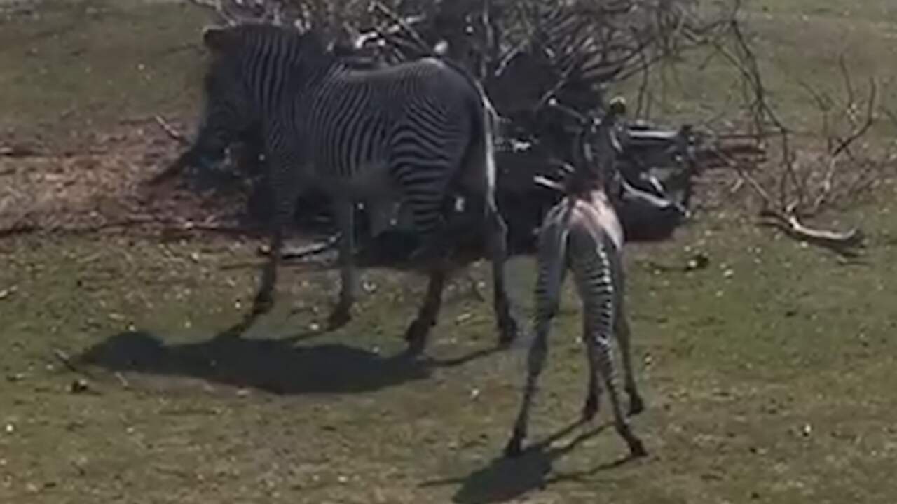 Beeld uit video: Zeldzame zebra geboren in Safaripark Beekse Bergen