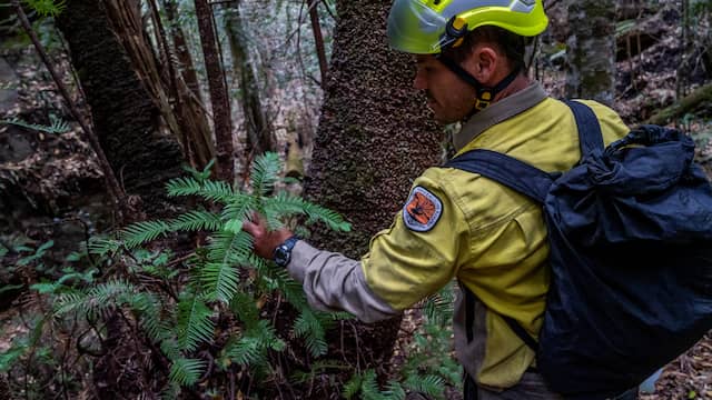 Australische brandweer redt zeldzame prehistorische boom van bosbranden