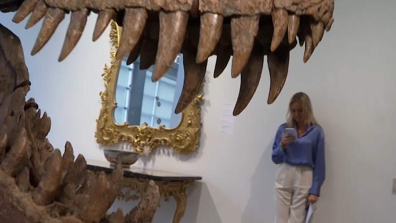 Beeld uit video: Deze schedel van een T. rex moet tientallen miljoenen opleveren