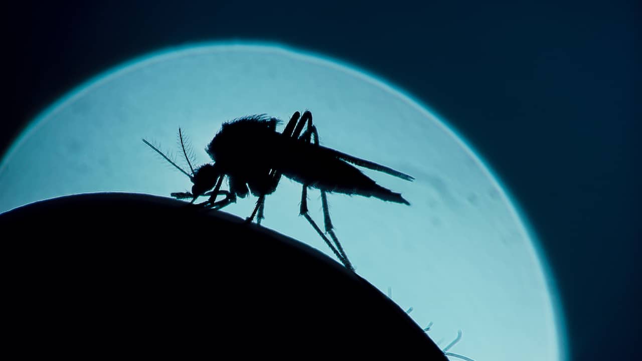 Potentially revolutionary malaria vaccine successfully passes first round of testing |  NOW