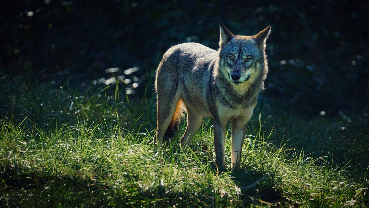 Wolf doden mag alleen bij 'acuut' gevaar, nog onduidelijk of dat in Wapse zo was | Binnenland