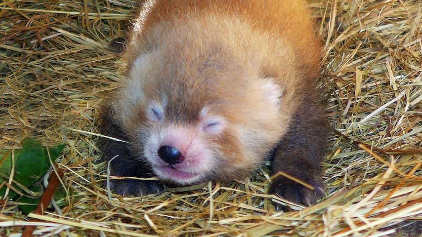 Rode Panda geboren in Safaripark Beekse Bergen