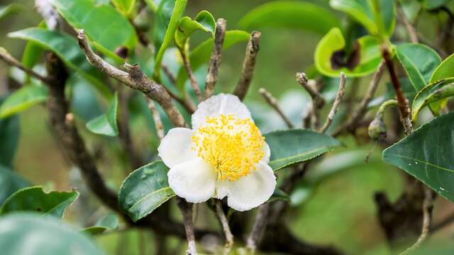 De Camellia sinensis, de theeplant waar matcha van gemaakt wordt.