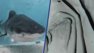 Indrukwekkende beelden tonen hoe haai camera opeet