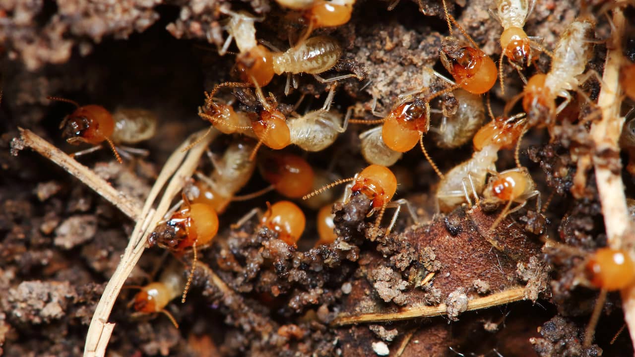 Large Termite Colonies Discovered in the Netherlands, Posing Threat to Buildings and Infrastructure