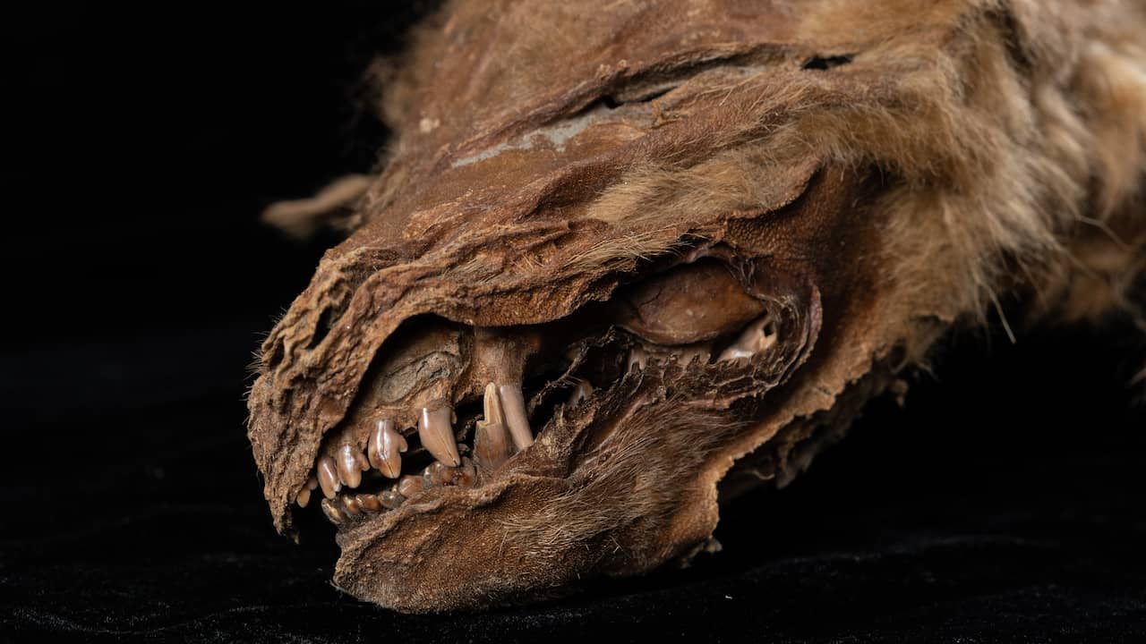 57,000 year old wolf pup in Canada thawed from ice, animal almost intact |  NOW