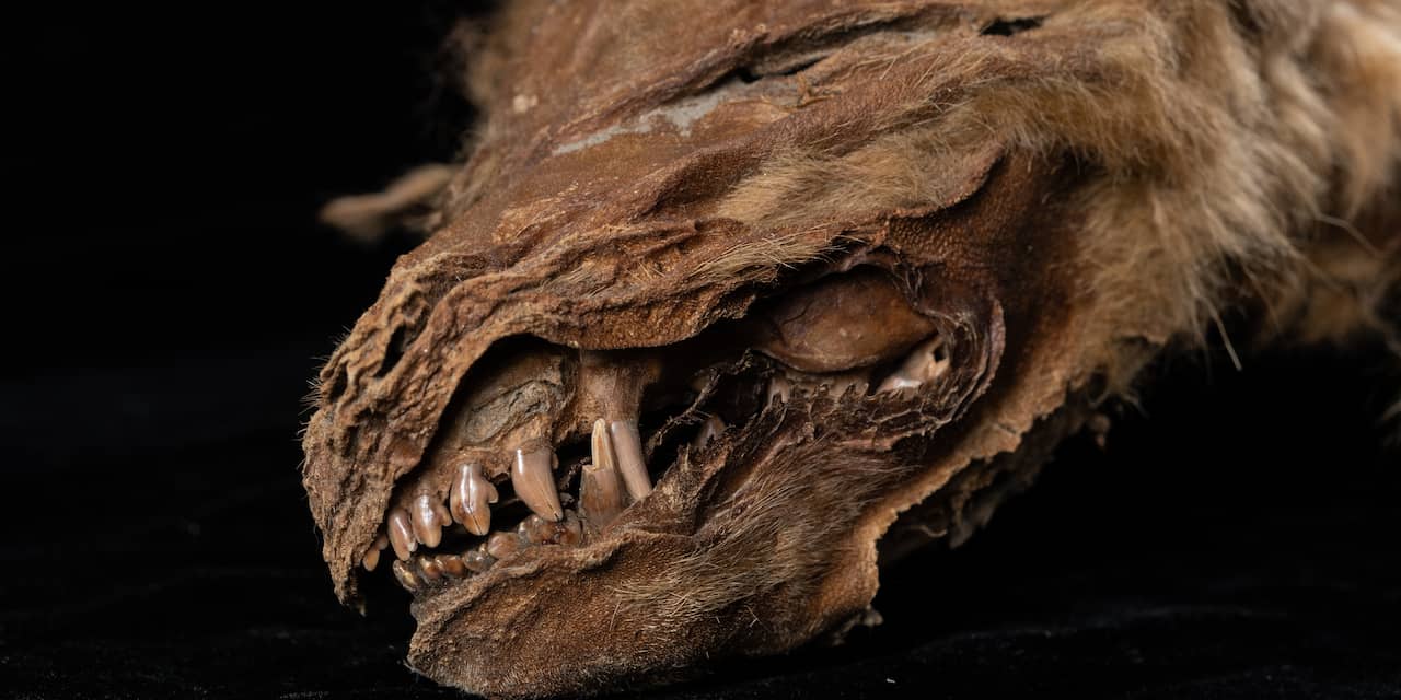 57.000 jaar oude wolvenpup in Canada ontdooid uit ijs, dier vrijwel intact