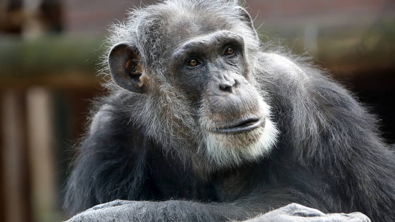 Amersfoort Animal Park wants memorial site for killed chimpanzees |  NOW