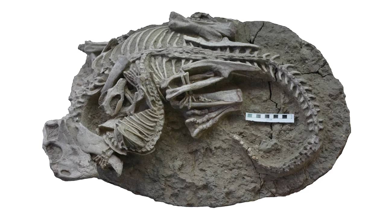 Un fossile montre un mammifère mordant un dinosaure : « Cela bouleverse tout » |  Science