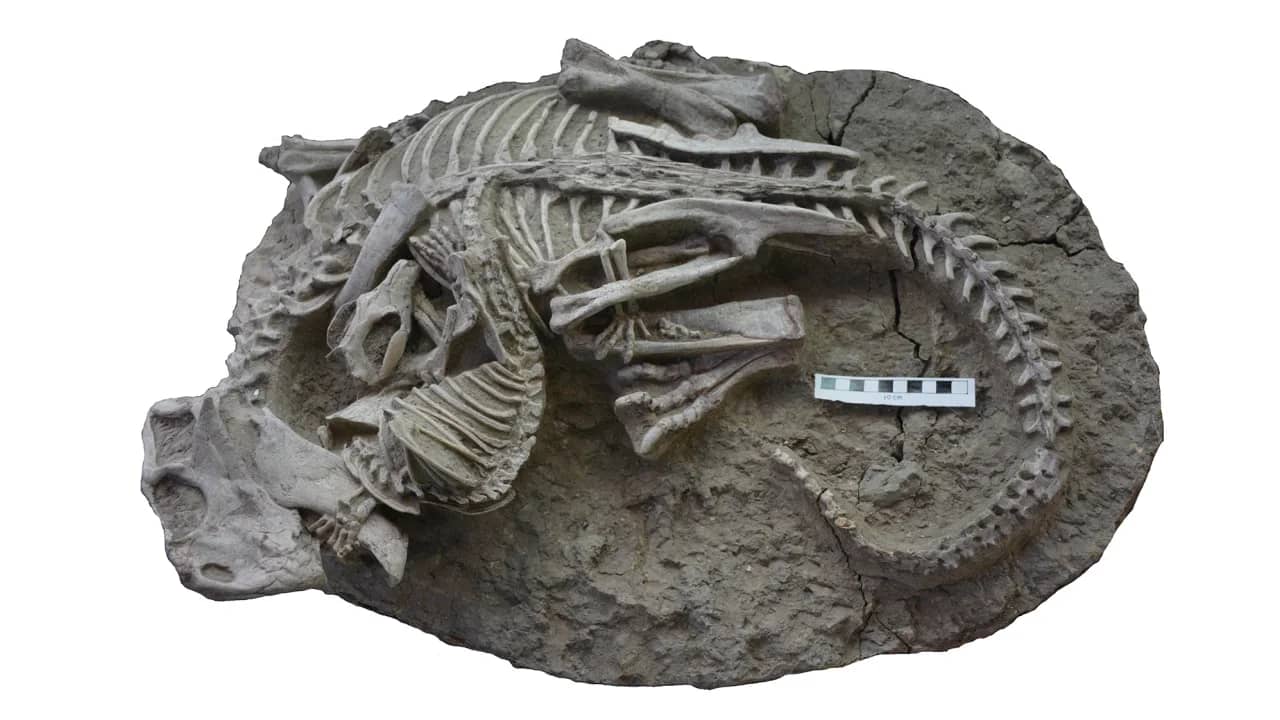 Fossil shows a mammal biting a dinosaur: ‘This turns everything upside down’ |  Science