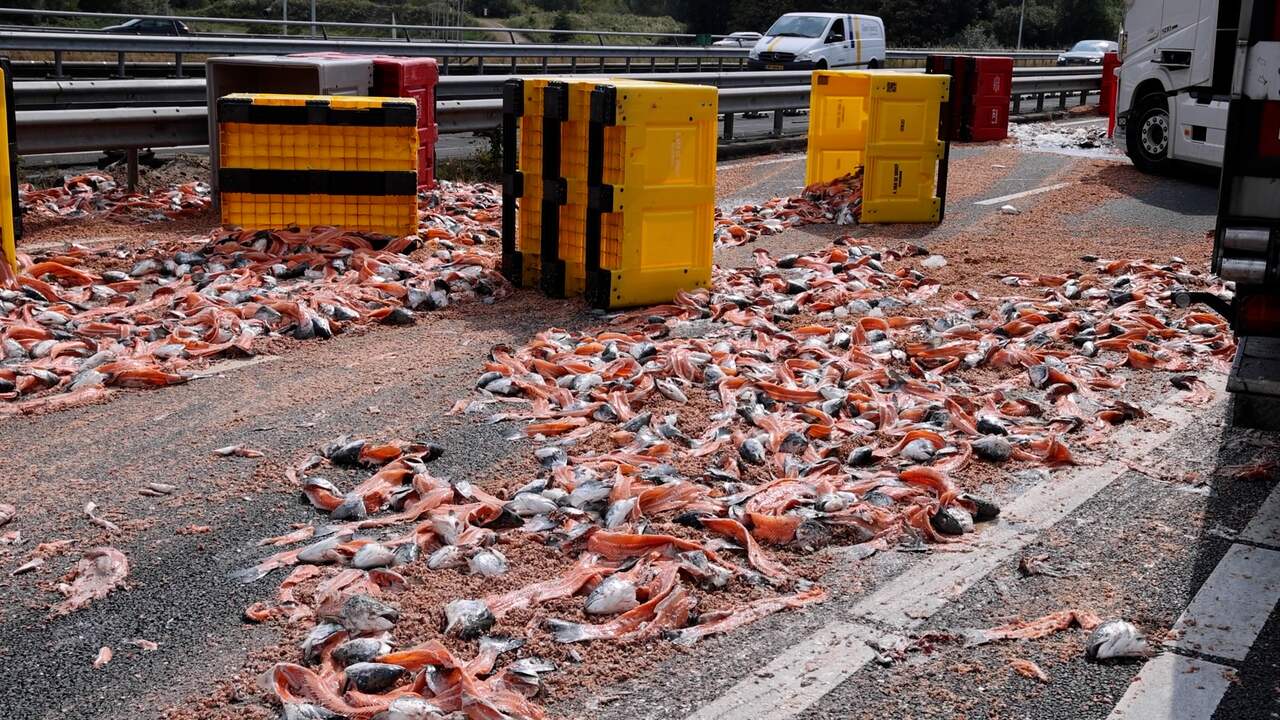Beeld uit video: A22 ligt bezaaid met vis na ongeval tussen twee vrachtwagens