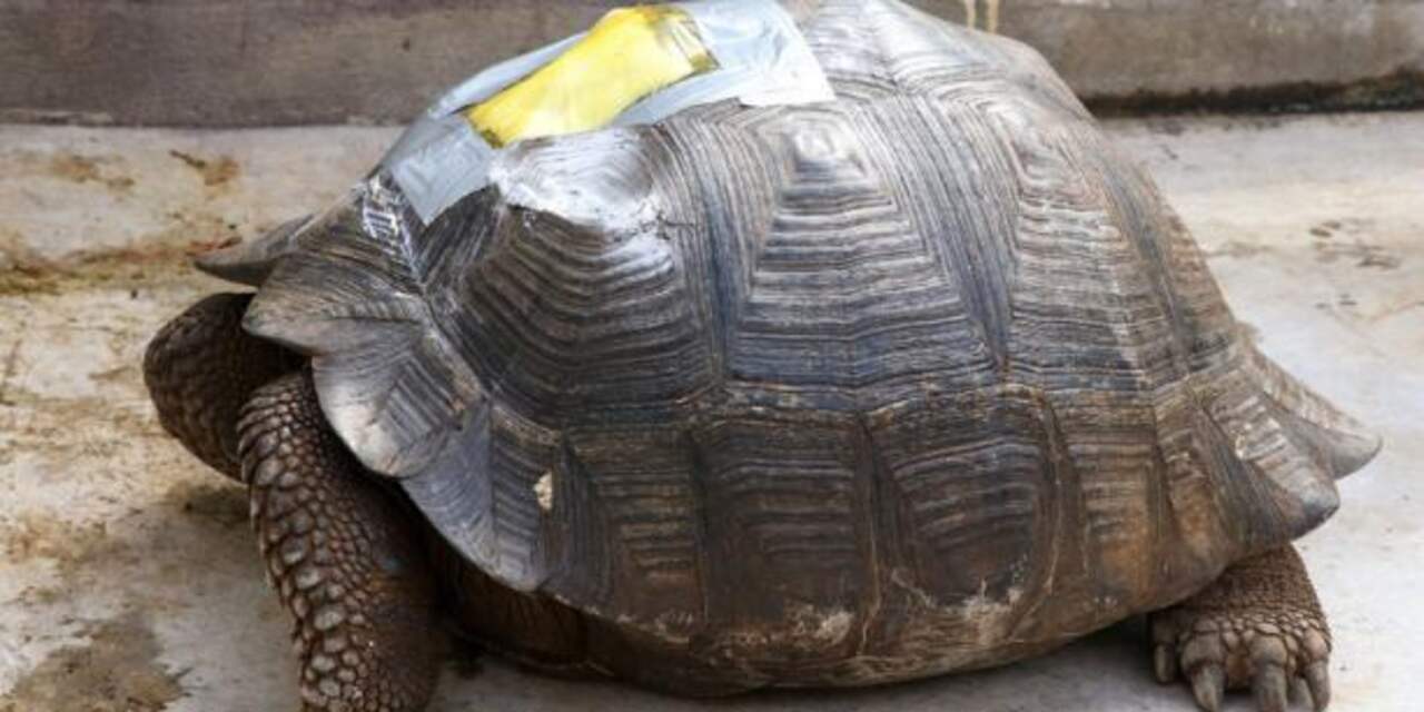 10.000 euro boete voor aanrijden van schildpad op Galapagoseilanden