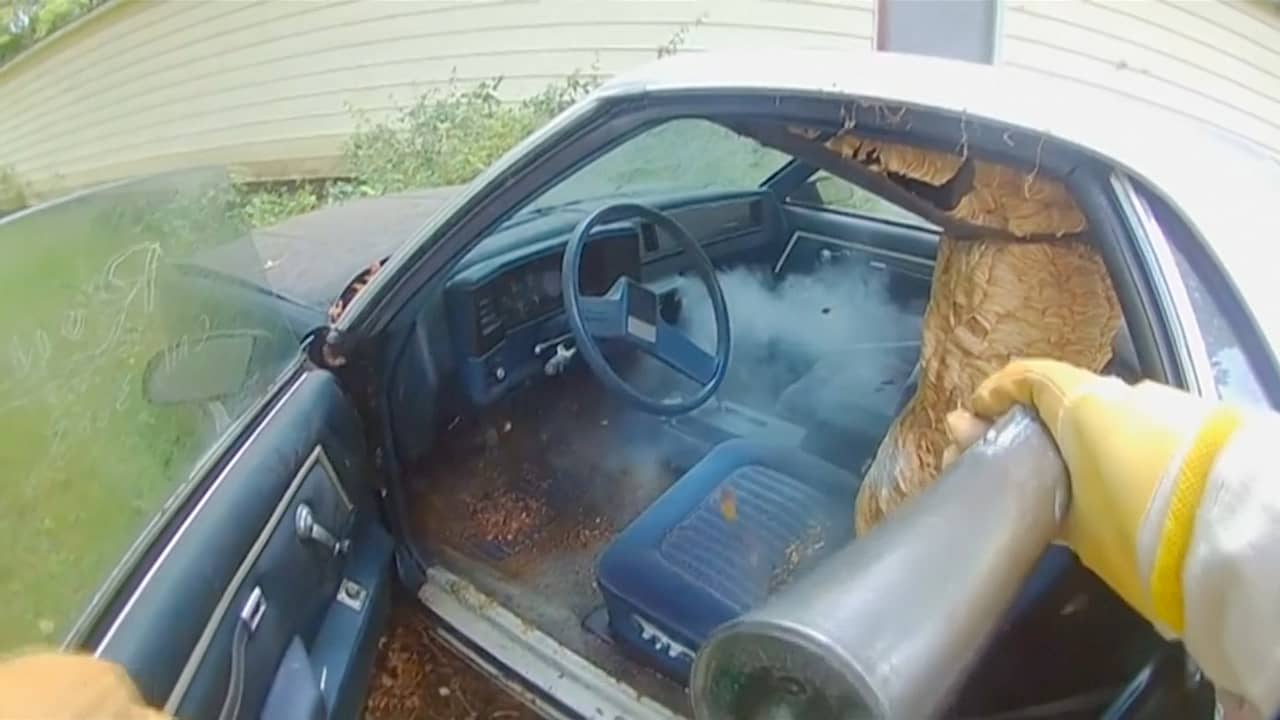 Beeld uit video: Amerikaan verwijdert enorm hoornaarsnest uit auto