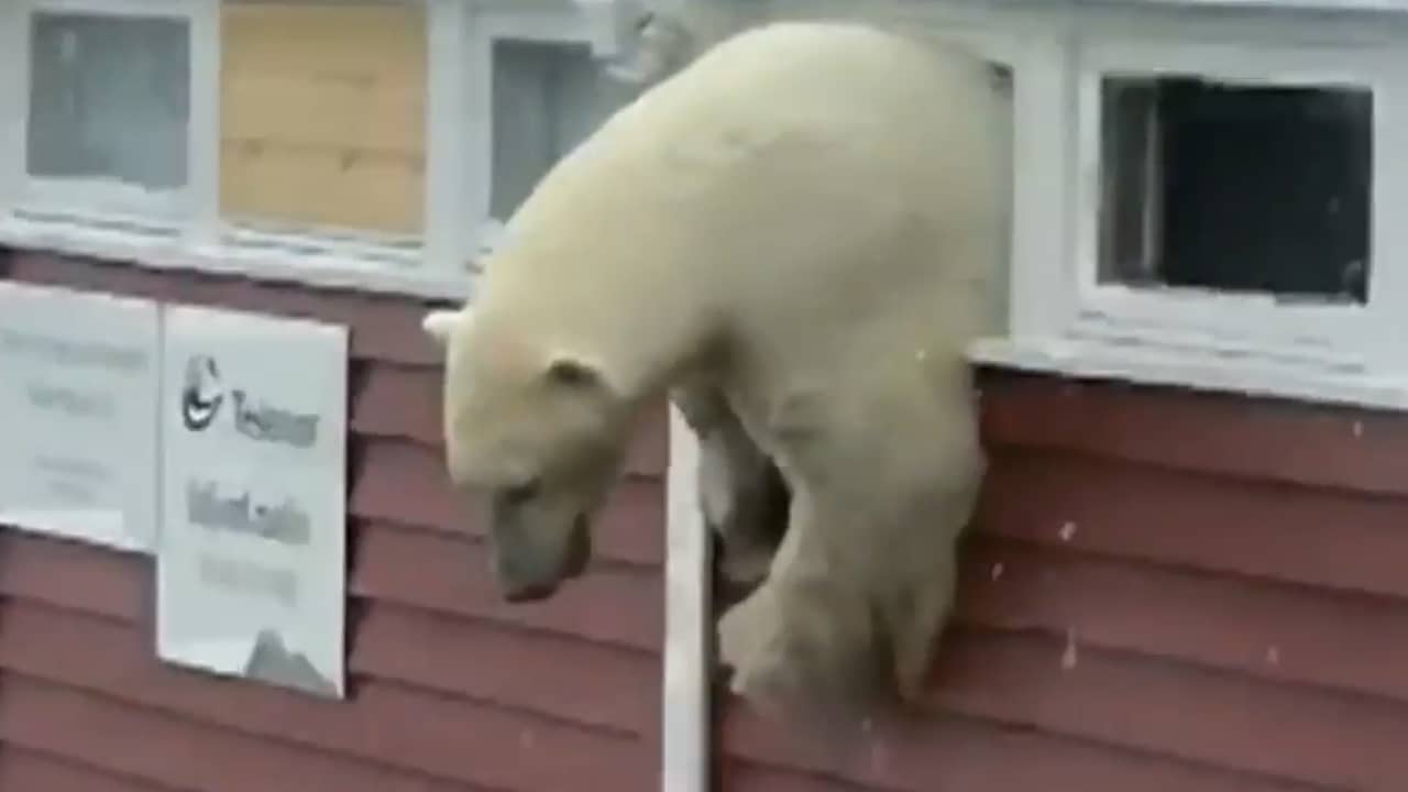 IJsbeer vlucht uit hotel op Spitsbergen na plunderen voorraadruimte