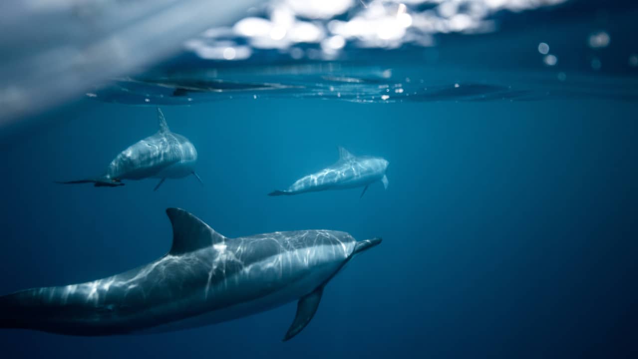 Le gouvernement français doit interdire la pêche maintenant que des centaines de dauphins morts s’échouent |  À l’étranger