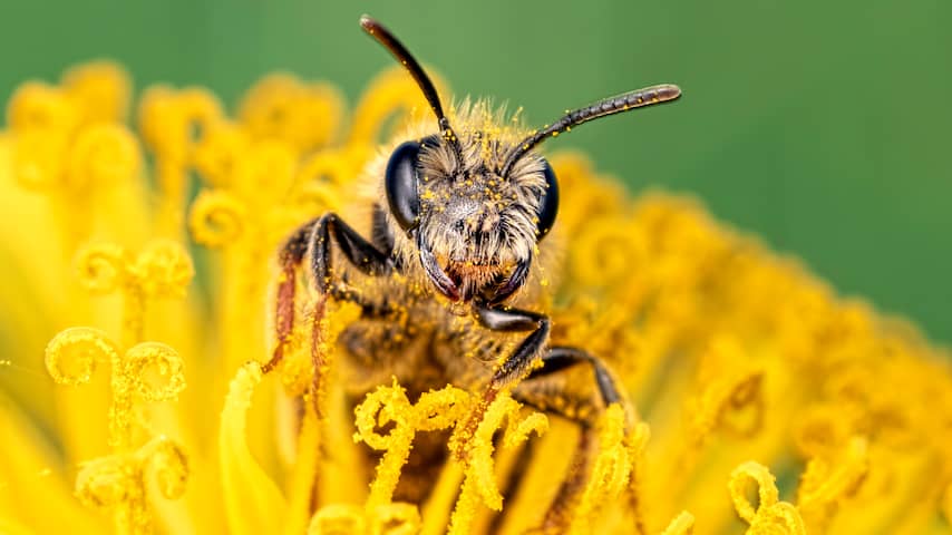 Dramatisch jaar voor vlinders, hommels en bijen: 'Planten worden niet bestoven'