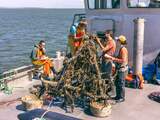Perenbomen groeien uit tot rijk rif in Waddenzee: 'Ook hoop voor oceanen'