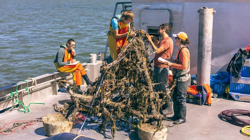 Perenbomen groeien uit tot rijk rif in Waddenzee: 'Ook hoop voor oceanen'