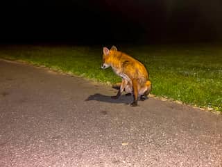 Tamme vos loopt af op mensen in Woldpark in Lelystad