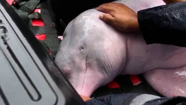 Gestrande roze dolfijnen gered uit Boliviaanse rivier