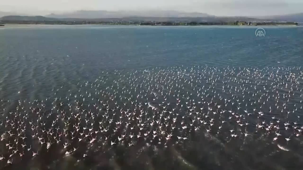 Beeld uit video: Tienduizend flamingo's neergestreken bij Turks Vanmeer