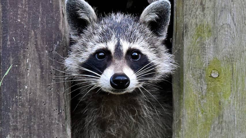 Limburgse wasberen worden toch niet afgeschoten