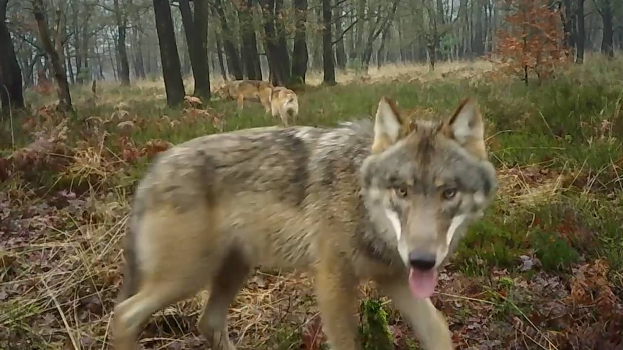Beeld uit video: Wildcamera filmt grote wolvenfamilie op Noord-Veluwe
