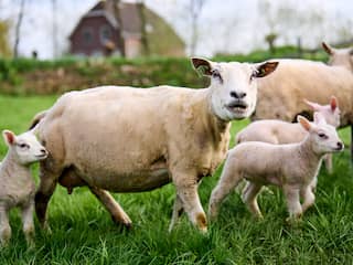 Goed nieuws deze week: Kijkwijzer voor games, tweede vaccin voor schapen