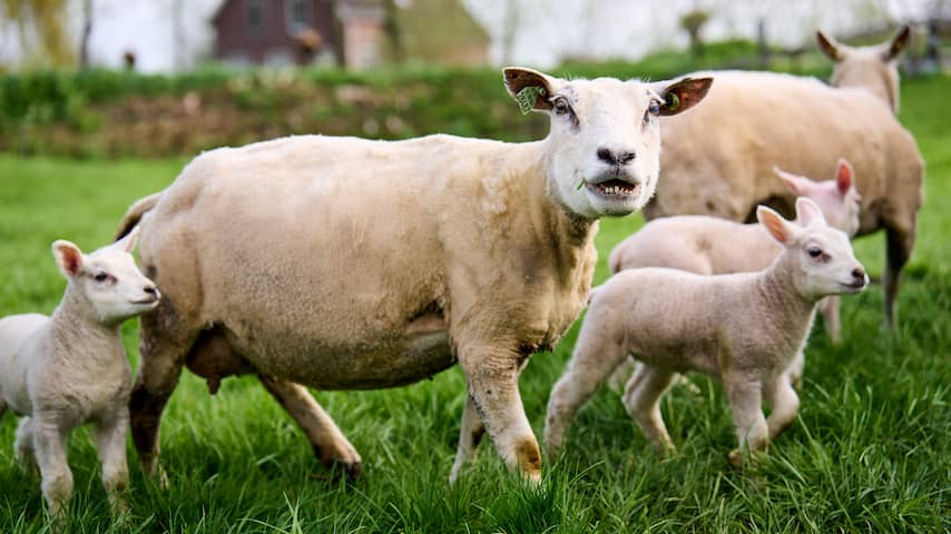 Goed nieuws deze week: Kijkwijzer voor games, tweede vaccin voor schapen