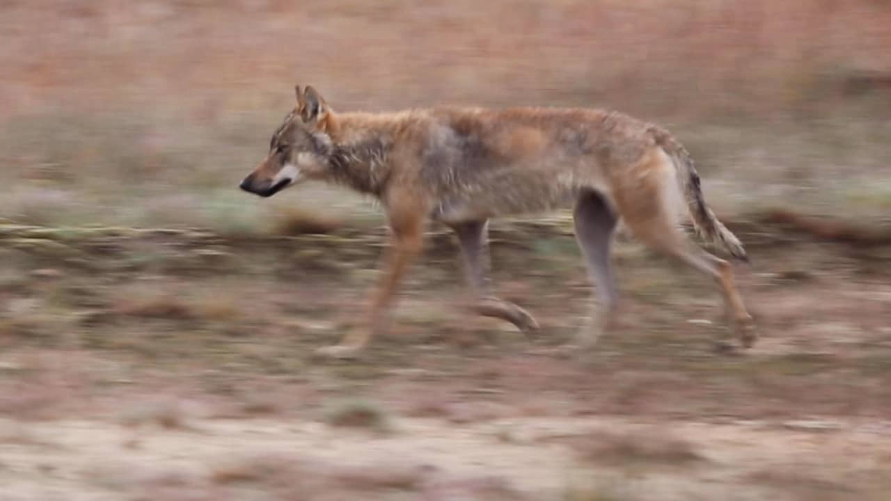 Beeld uit video: Hoge Veluwe deelt beelden van rondstruinende wolf