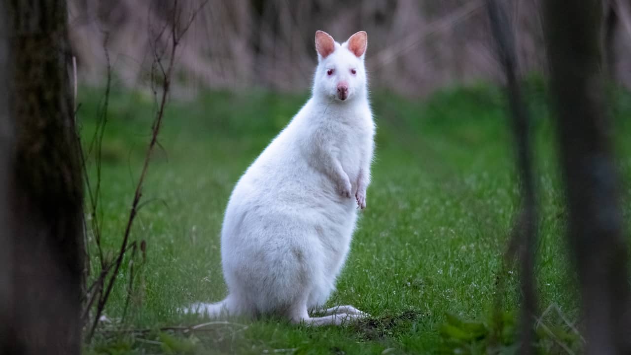 Snow-White Kangaroo Escapes and is Killed by Car near Ede