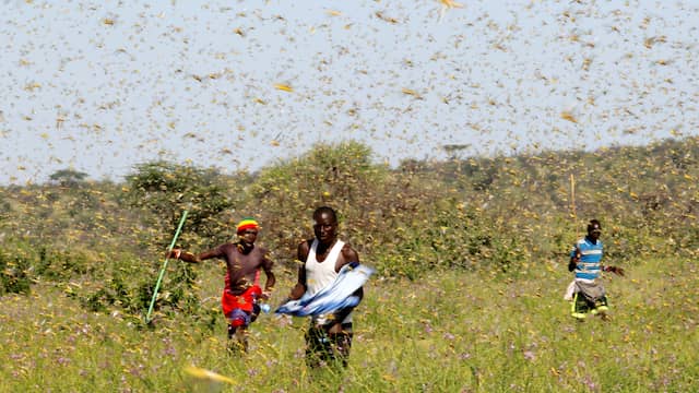 Verenigde Naties gaan drones testen tegen sprinkhanenplaag in Oost-Afrika