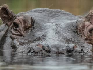 Zambia wil komende jaren tweeduizend nijlpaarden doden