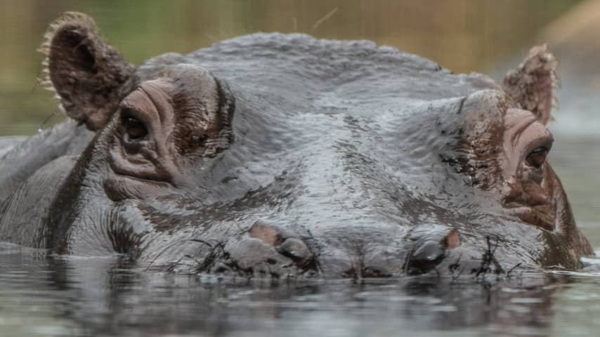 Zambia wil komende jaren tweeduizend nijlpaarden doden