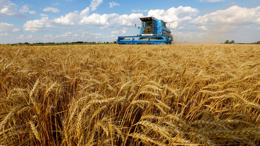 Tarwe-oogst in Kherson
